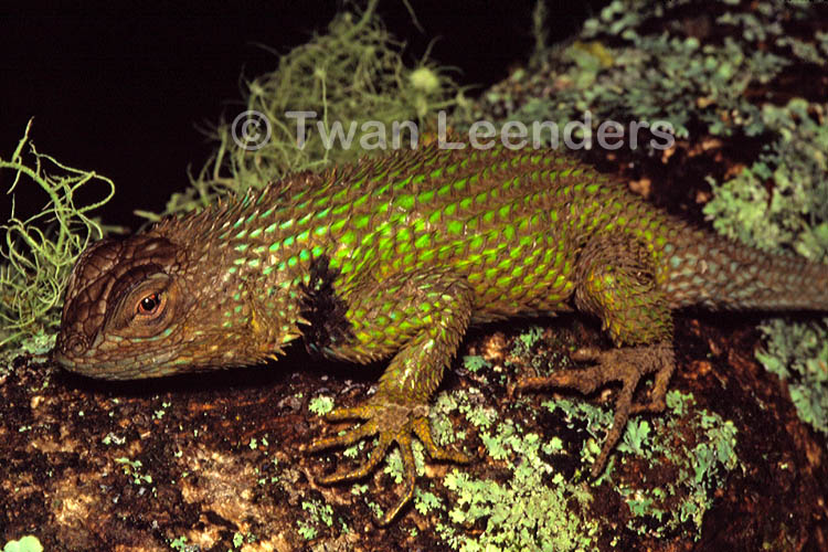 Sceloporus malachiticus Sceloporus malachiticus