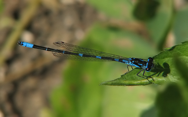 Coenagrion pulchellum Coenagrion pulchellum