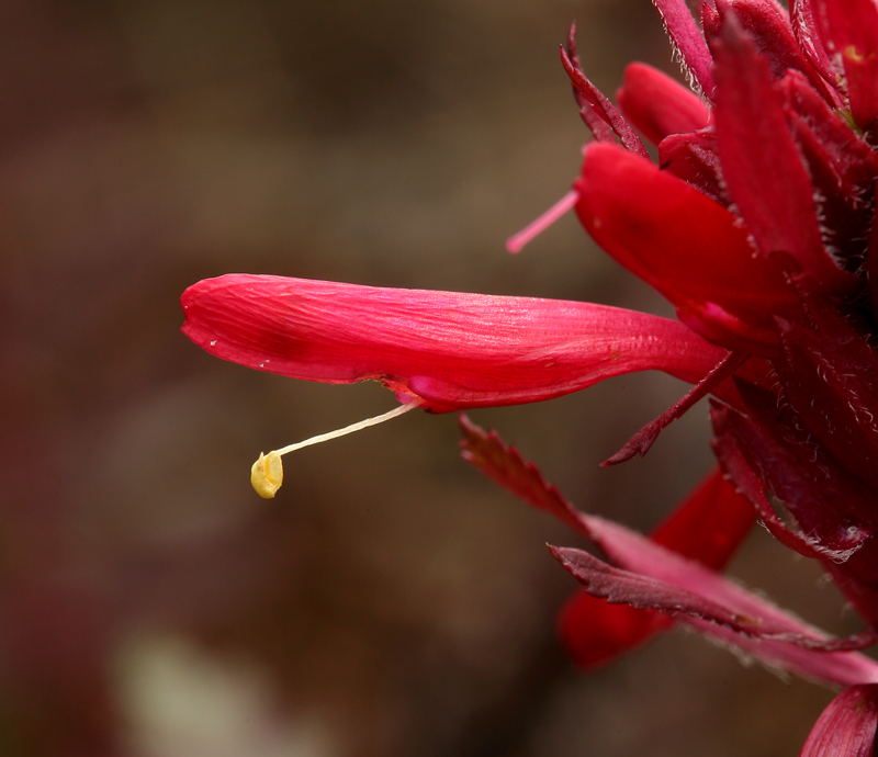 Pedicularis densiflora