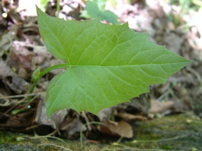 Prenanthes trifoliata