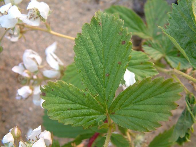 Rubus spectatus