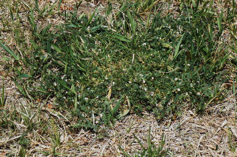 Astragalus lemmonii