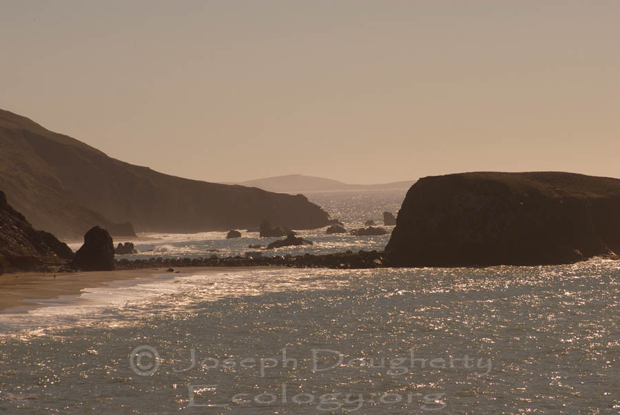 Late afternoon at Goat Rock State Beach