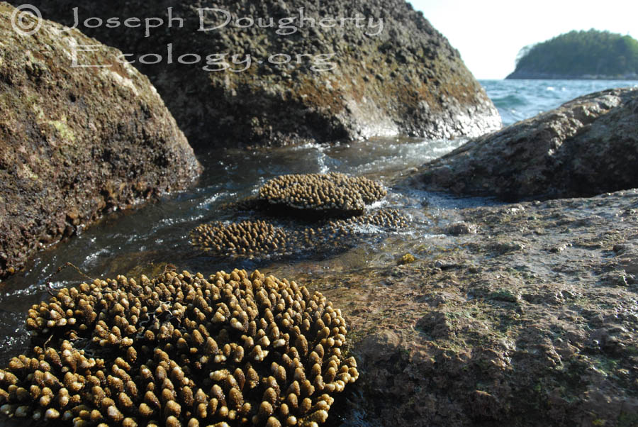 Rocky intertidal zone with stony corals exposed at low tide.