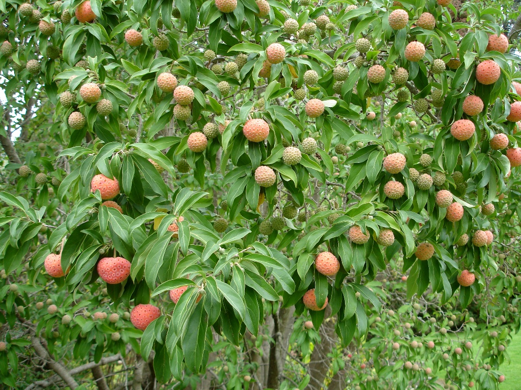 Cornus capitata