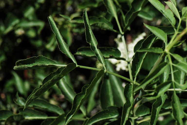 Sambucus nigra ssp. caerulea