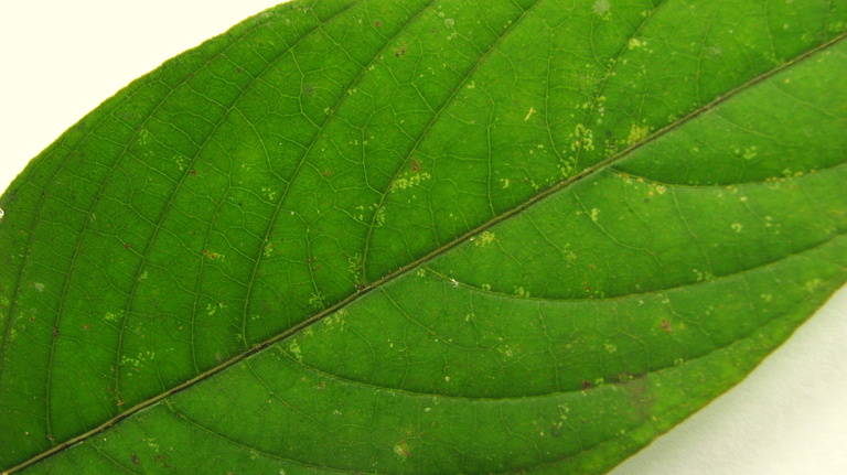 Psychotria rosea