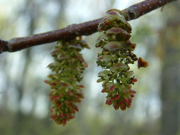 Carpinus caroliniana ssp. virginiana Carpinus caroliniana ssp. virginiana