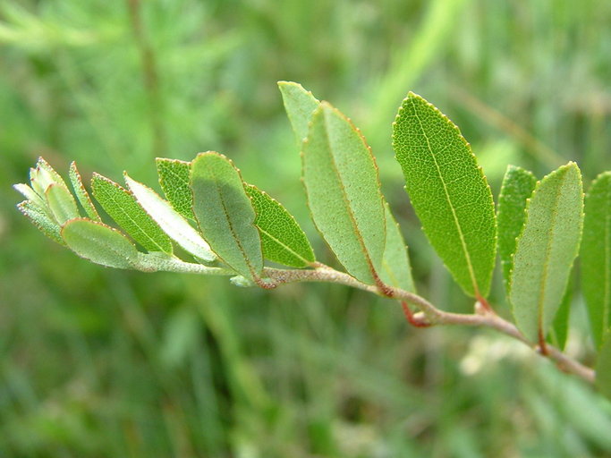 Chamaedaphne calyculata var. angustifolia