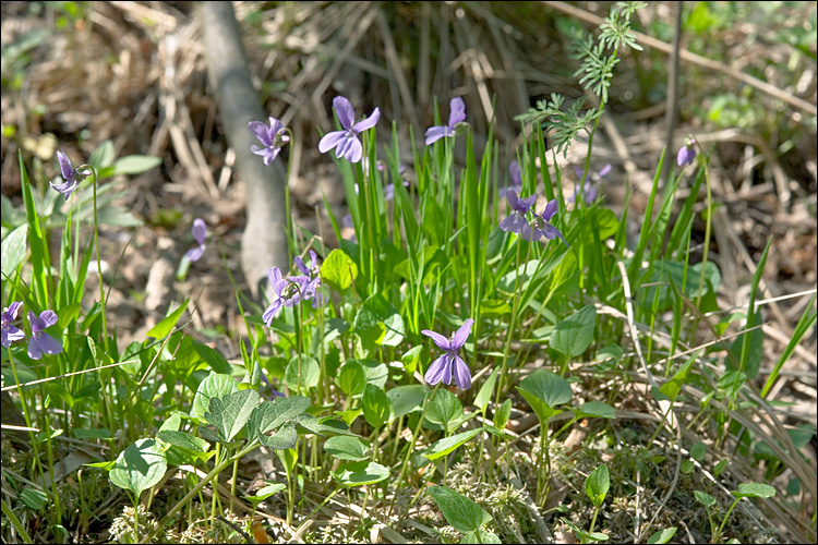 Viola uliginosa