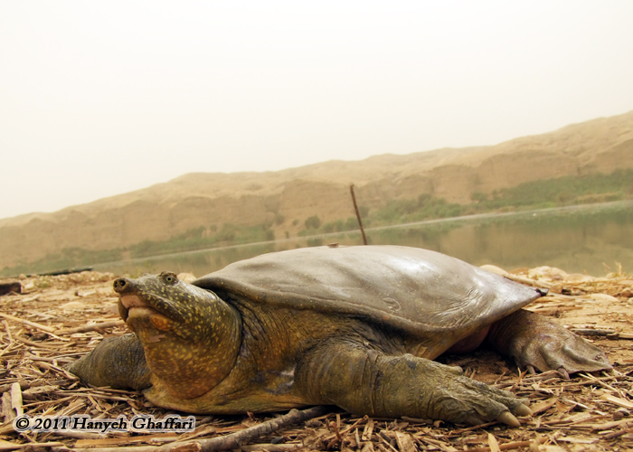 Rafetus euphraticus