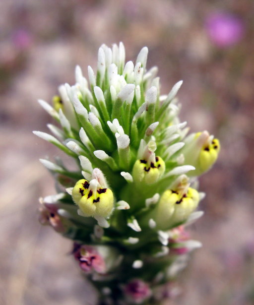 Castilleja densiflora ssp. obispoensis
