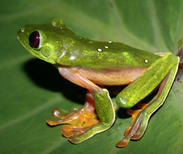 gliding leaf frog