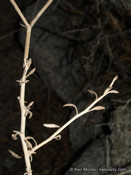 Eriogonum wrightii var. nodosum