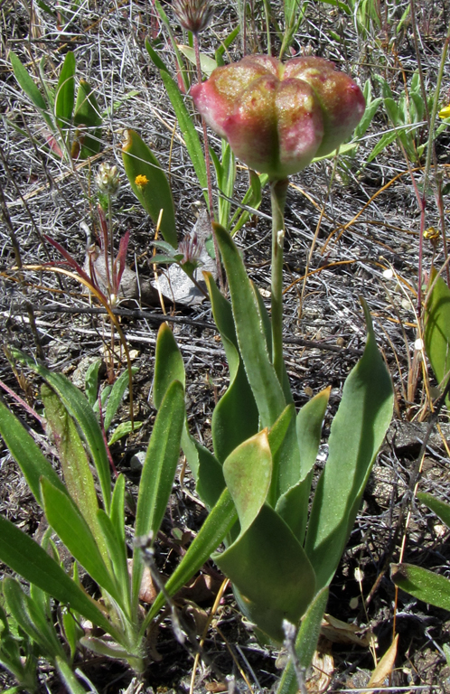 Fritillaria pluriflora
