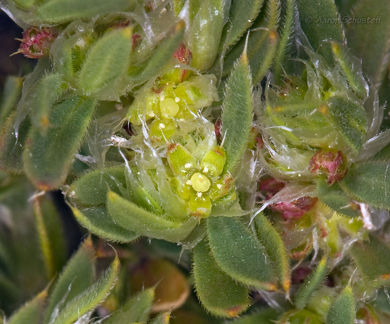 Paronychia franciscana