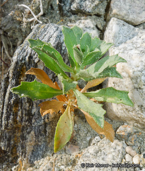 Xylorhiza cognata
