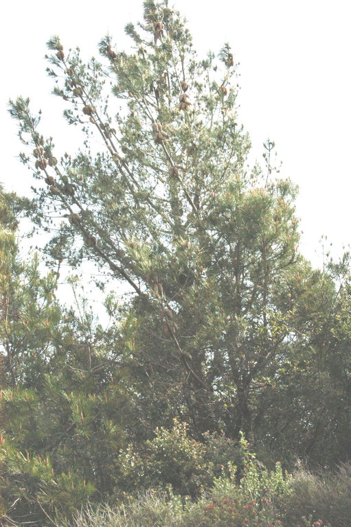 Pinus attenuata