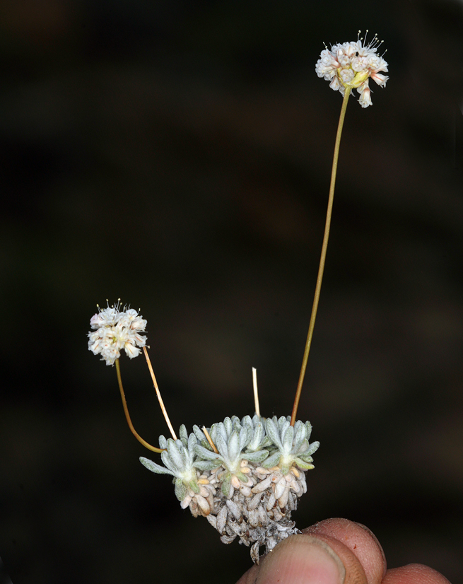 Eriogonum kennedyi var. purpusii Eriogonum kennedyi var. purpusii