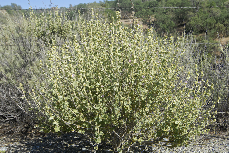 Malacothamnus aboriginum