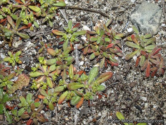 Chorizanthe procumbens