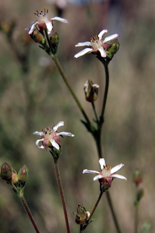 Horkeliella purpurascens Horkeliella purpurascens