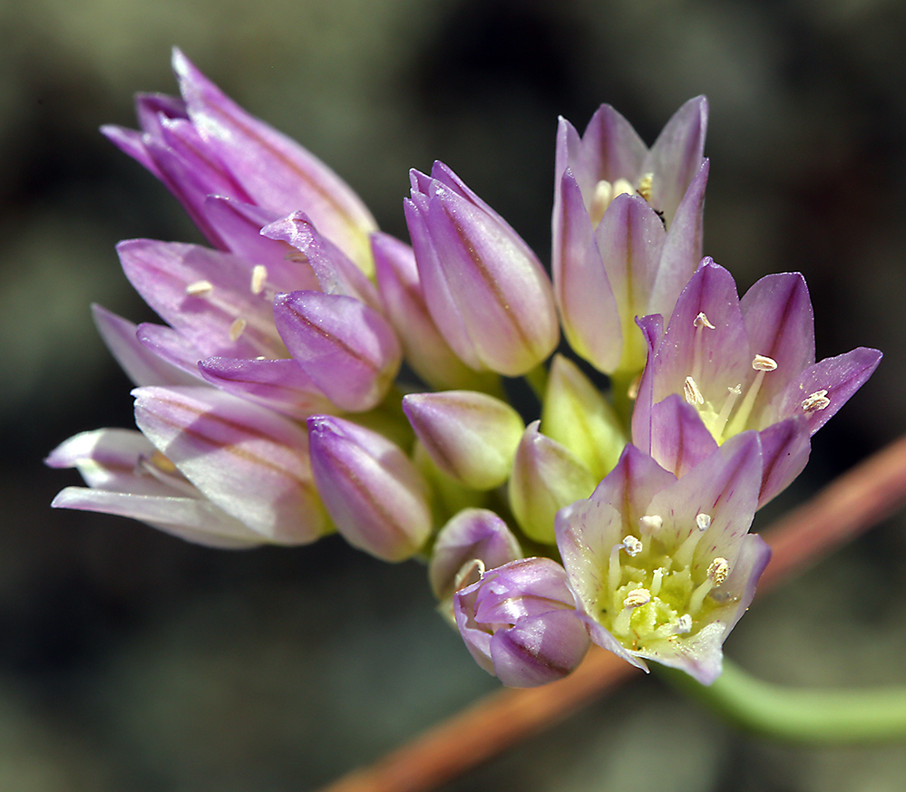 Allium fimbriatum var. purdyi