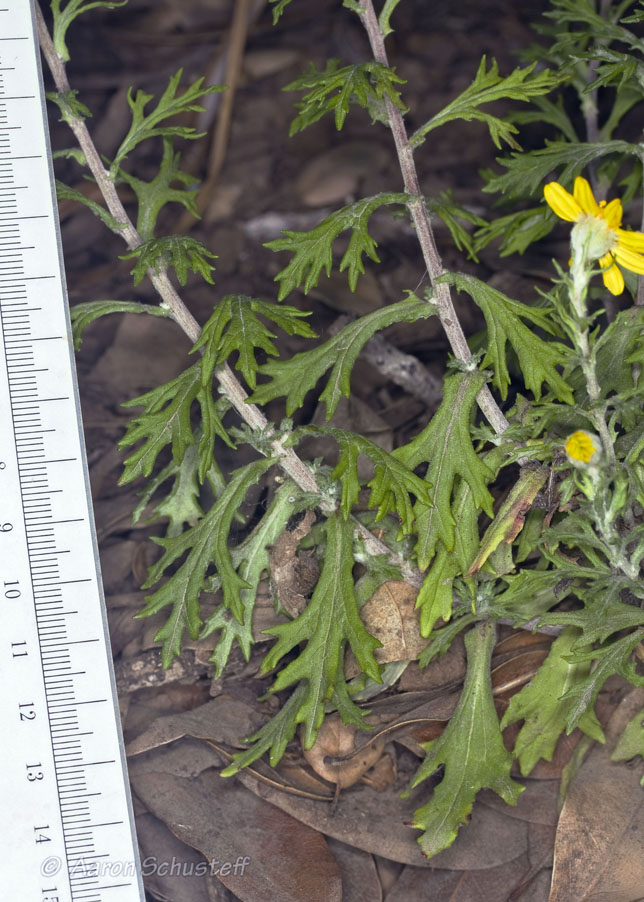 Eriophyllum latilobum