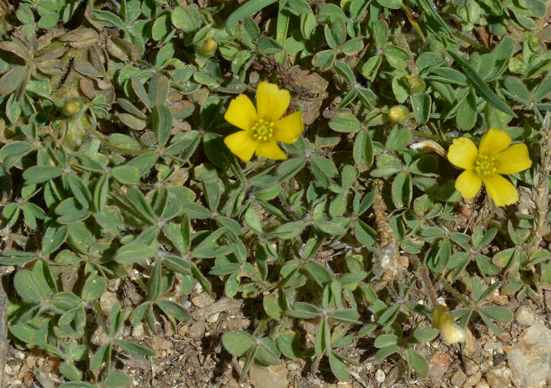 Oxalis albicans ssp. pilosa