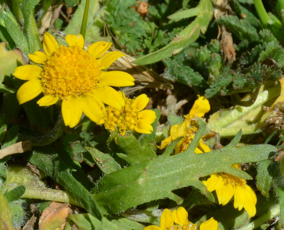 Lasthenia californica ssp. macrantha
