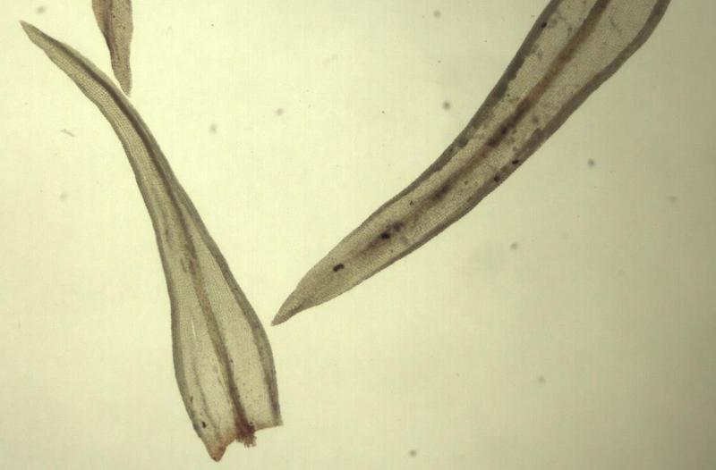 Orthotrichum columbianum