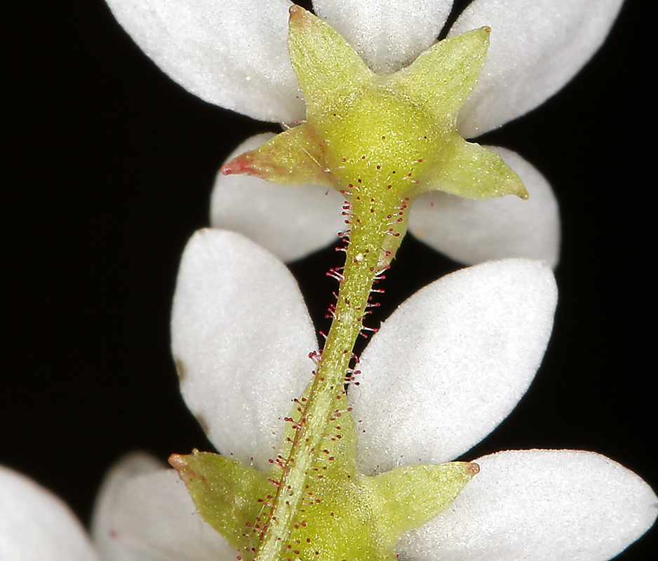Micranthes californica