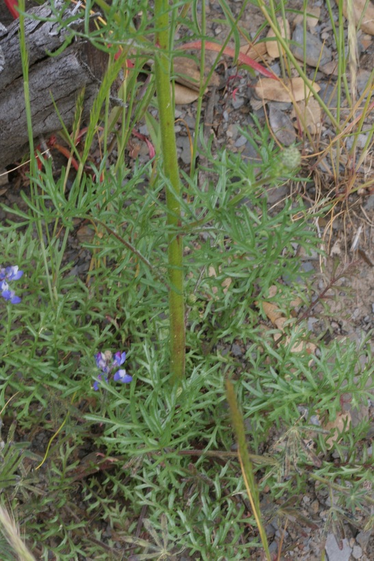 Gilia capitata ssp. mediomontana