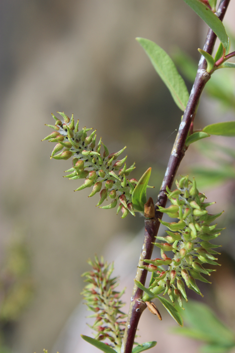 Salix eriocephala var. ligulifolia
