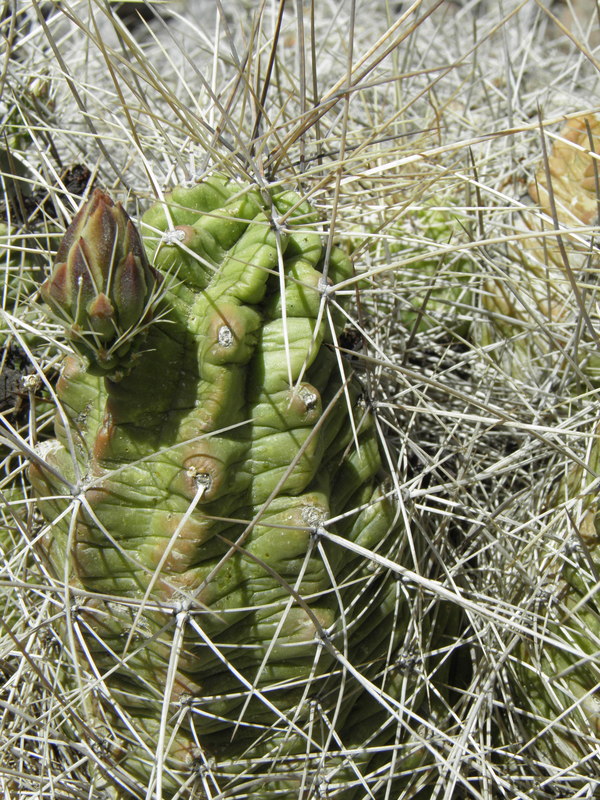 Echinocereus enneacanthus var. enneacanthus