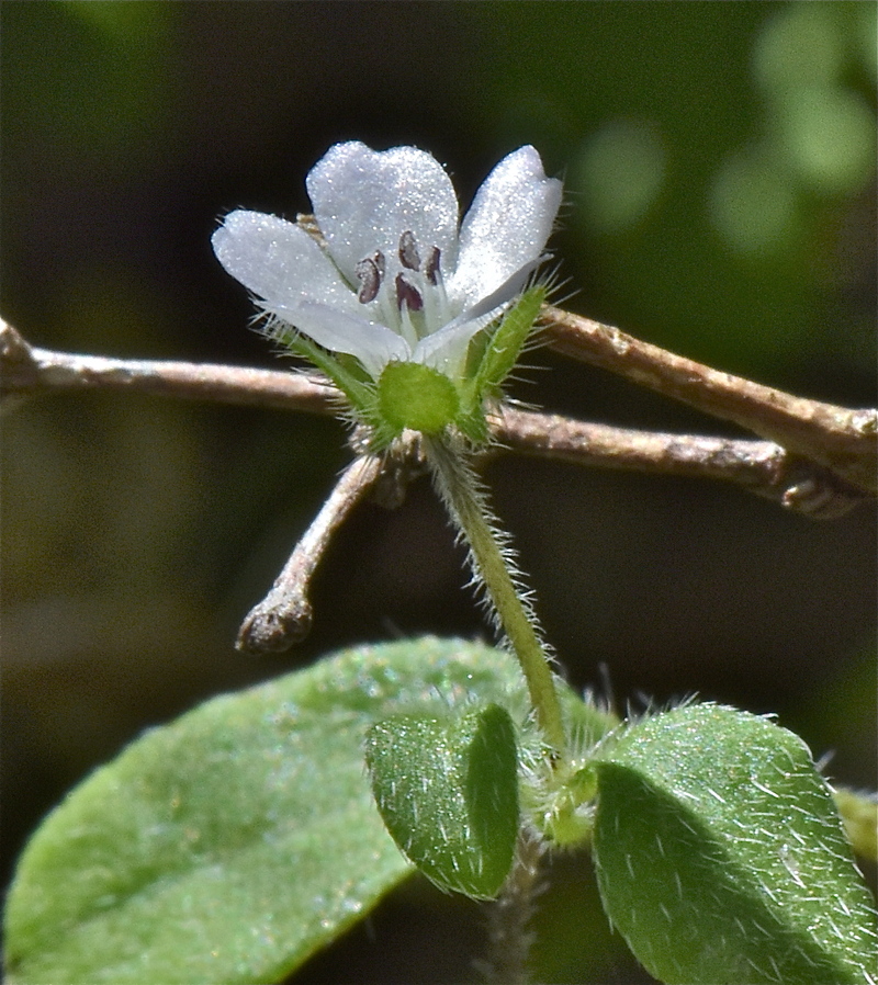 Nemophila parviflora