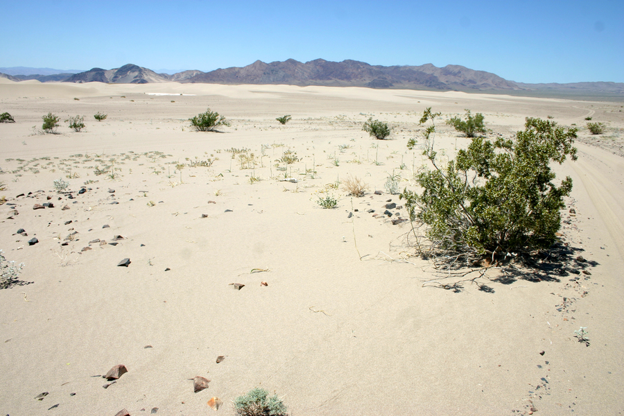 Dumont Dunes in Mojave Desert