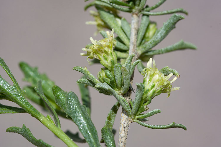 Baccharis pteronioides