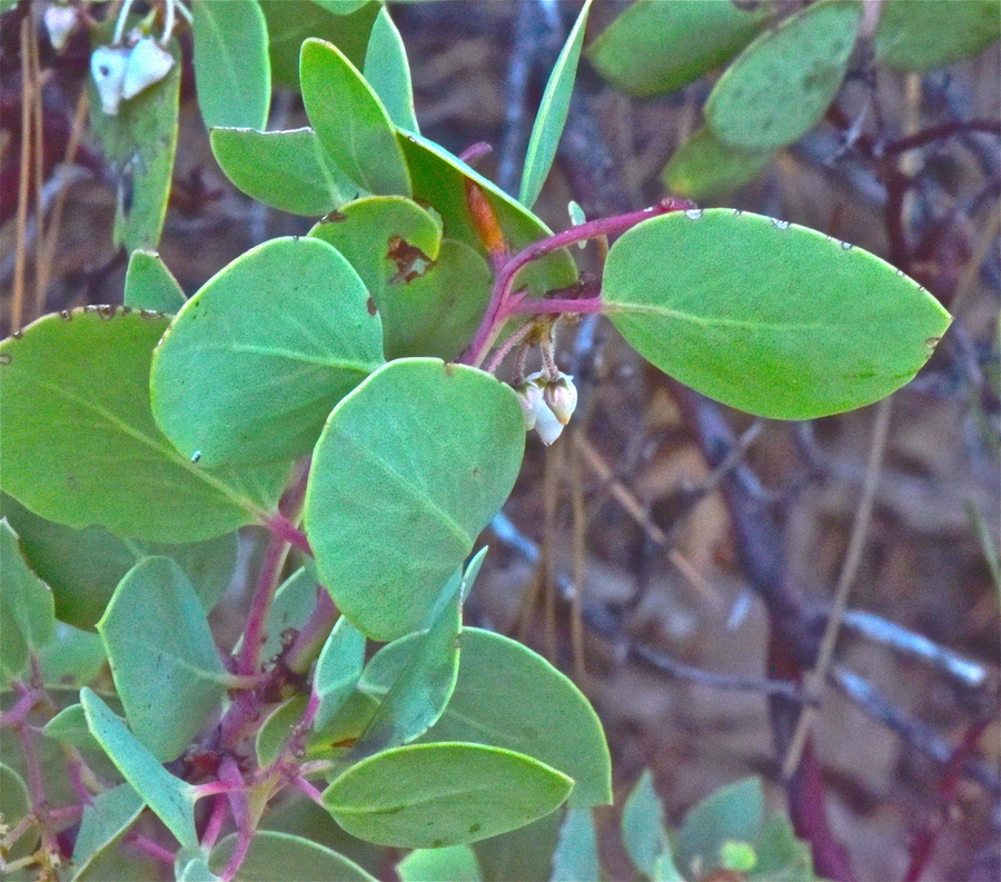 Arctostaphylos viscida ssp. pulchella
