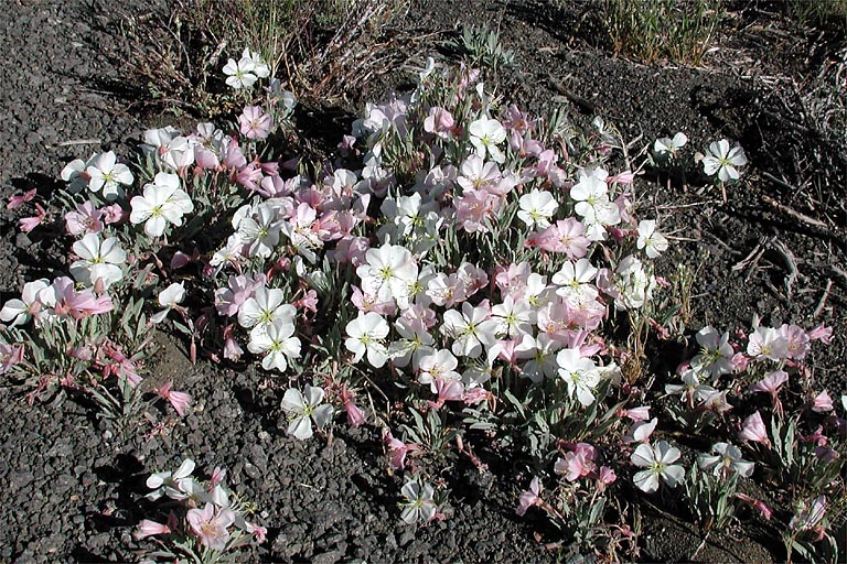 Oenothera californica ssp. avita