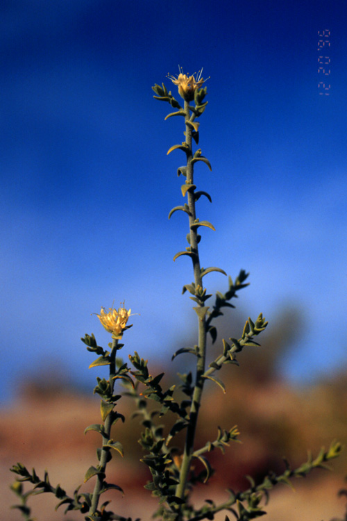 Petalonyx thurberi ssp. thurberi