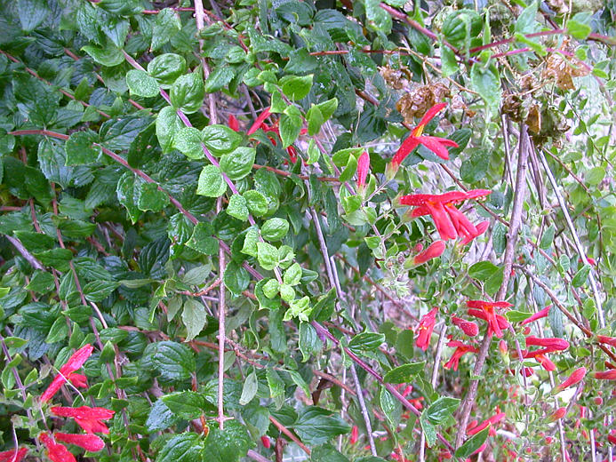 Keckiella cordifolia
