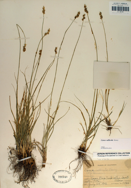 Carex vallicola