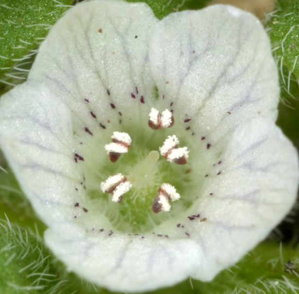 Nemophila pedunculata