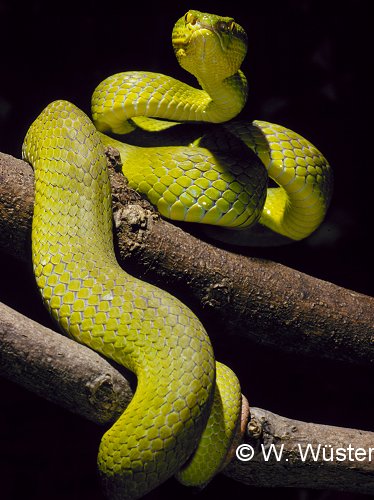 Trimeresurus albolabris Trimeresurus albolabris
