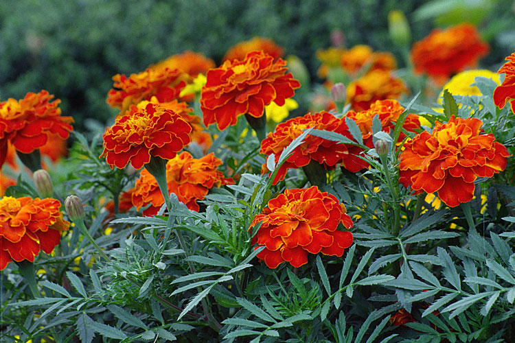 Tagetes patula