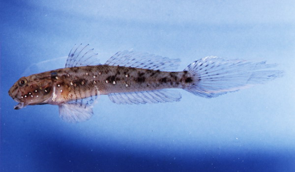 Ctenogobius smaragdus Ctenogobius smaragdus