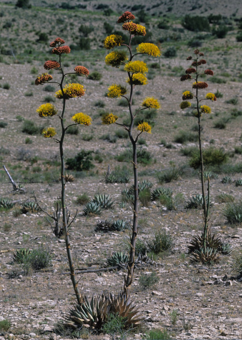Agave parryi subsp. neomexicana image