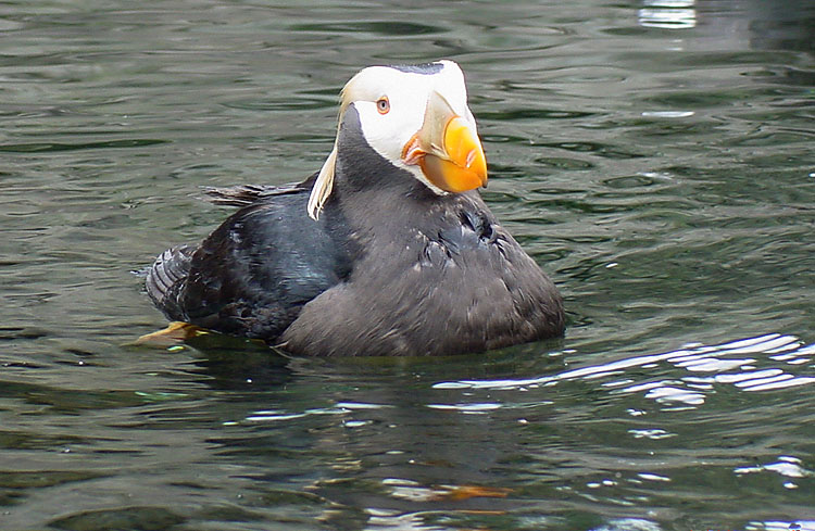 Fratercula cirrhata Fratercula cirrhata