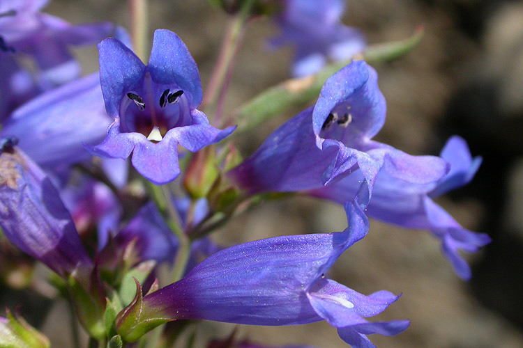 Penstemon cusickii Penstemon cusickii
